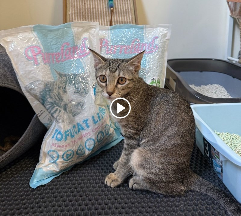 女人知己試用大隊,口碑行銷,部落客行銷,PurreLand 倍淨豆腐貓砂,好市多購買,COSTCO購買,豆腐貓砂,PurreLand倍淨,低粉塵,易清理,可沖馬桶,提供絕佳的除臭與凝結力,豆腐貓砂評價,貓砂評價,使用心得,貓砂分享,好用,原味,綠茶,豆腐砂,水量需完全覆蓋貓砂,水量需貓砂的2~3倍以上,豆腐砂評價,高CP值,划算